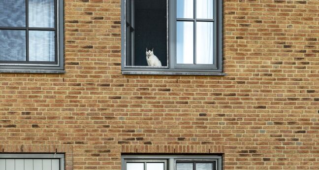 Deel van een gevel van een huis. Er zit een witte kat achter het raam.